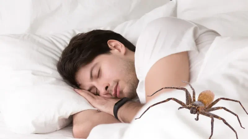 Điềm báo khi bạn mơ thấy nhện Điềm báo khi bạn mơ thấy nhện
