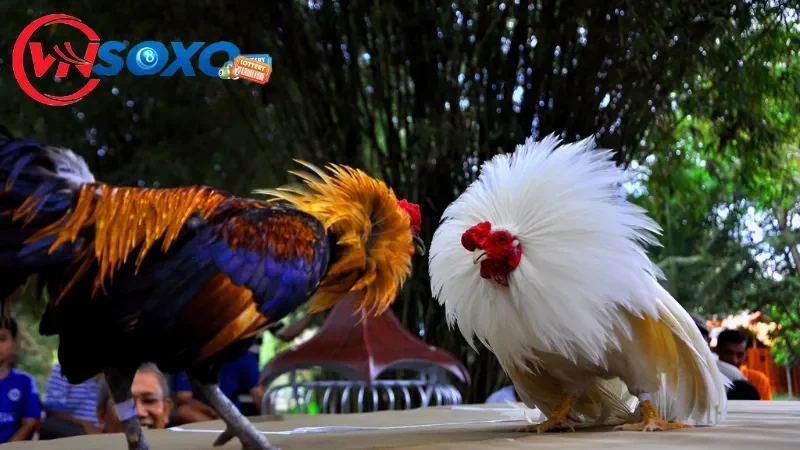 Khám phá những ưu điểm nổi trội tại sảnh đá gà VNsoxo Khám phá những ưu điểm nổi trội tại sảnh đá gà VNsoxo
